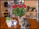 Wed 31 Jan 2001 15:12:44 DSC02710.JPG 
