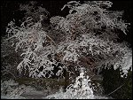 Wed 02 Mar 2005 22:12:38 DSC08113.JPG 