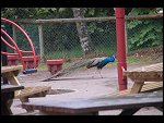 Sat 20 May 2006 13:12:04 D20_4863.JPG 