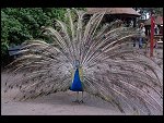 Sat 20 May 2006 13:12:52 D20_4867.JPG 