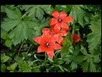 Wed 03 May 2006 11:50:12 D20_4273.JPG 