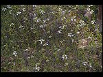 Mon 10 Apr 2006 15:55:14 D20_2767.JPG 