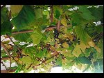 Sun 15 Oct 2006 16:23:28 D20_1090.JPG 