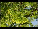Sat 15 Jul 2006 19:14:00 D20_6917.JPG 