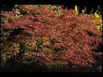 Sat 15 Jul 2006 20:16:38 D20_6924.JPG 