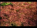 Sat 15 Jul 2006 20:21:28 D20_6933.JPG 