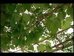 Sat 26 Aug 2006 17:11:04 D20_8293.JPG 