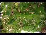 Sat 26 Aug 2006 17:11:14 D20_8294.JPG 