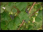 Sat 26 Aug 2006 17:11:26 D20_8295.JPG 