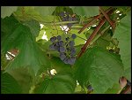 Sat 26 Aug 2006 17:11:40 D20_8296.JPG 