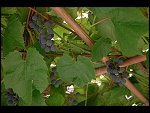 Sat 26 Aug 2006 17:11:52 D20_8297.JPG 