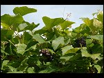 Sat 26 Aug 2006 17:12:14 D20_8298.JPG 