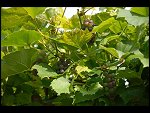 Sat 26 Aug 2006 17:12:22 D20_8299.JPG 