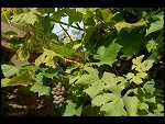 Sat 26 Aug 2006 17:12:34 D20_8300.JPG 