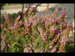 Sat 26 Aug 2006 17:14:20 D20_8308.JPG 