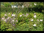 Sat 26 Aug 2006 17:15:26 D20_8313.JPG 