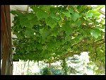 Sat 26 Aug 2006 17:17:24 D20_8321.JPG 