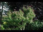 Sat 26 Aug 2006 17:20:32 D20_8335.JPG 