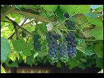 Sat 26 Aug 2006 17:23:54 D20_8348.JPG 