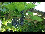 Sat 26 Aug 2006 17:24:10 D20_8349.JPG 
