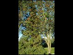 Thu 21 Sep 2006 18:21:28 D20_9236.JPG 