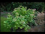 Thu 21 Sep 2006 19:24:26 D20_9246.JPG 