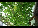 Thu 21 Sep 2006 19:28:10 D20_9257.JPG 
