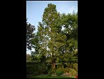 Wed 27 Sep 2006 17:53:52 D20_9690.JPG 