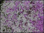 DSCN3443.JPG 
