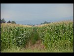 Thu 02 Aug 2007 17:10:56 D20_1012.JPG 