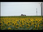 Thu 02 Aug 2007 17:17:38 D20_1015.JPG 