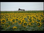 Thu 02 Aug 2007 17:17:46 D20_1016.JPG 