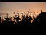 Fri 03 Aug 2007 21:24:18 D20_1050.JPG 