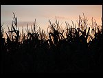 Fri 03 Aug 2007 21:24:34 D20_1051.JPG 