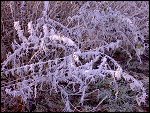 Sat 22 Dec 2007 14:26:52 22122007233.JPG 