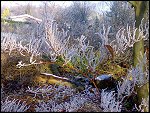 Sat 22 Dec 2007 14:29:24 22122007236.JPG 