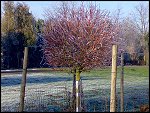 Sat 22 Dec 2007 14:35:14 22122007244.JPG 