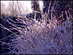 Sat 22 Dec 2007 14:37:18 22122007245.JPG 