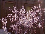 Sat 22 Dec 2007 14:42:20 22122007249.JPG 