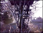 Sat 22 Dec 2007 14:45:24 22122007255.JPG 