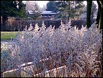 Sat 22 Dec 2007 14:47:38 22122007260.JPG 