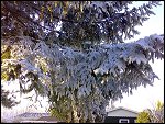 Sat 22 Dec 2007 14:49:58 22122007261.JPG 