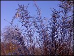 Sat 22 Dec 2007 14:53:10 22122007264.JPG 