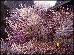 Sat 22 Dec 2007 14:59:10 22122007267.JPG 