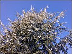 Sat 22 Dec 2007 15:00:36 22122007269.JPG 