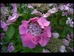 Mon 30 Jul 2007 20:43:12 D20_0908.JPG 