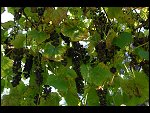Sat 06 Oct 2007 15:37:42 D20_4085.JPG 