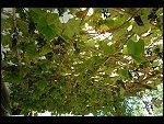 Sat 06 Oct 2007 15:39:06 D20_4086.JPG 