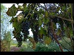 Sat 06 Oct 2007 15:39:18 D20_4087.JPG 