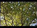 Sun 03 Aug 2008 18:17:30 D30_9424.JPG 